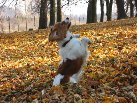 kooikerhondje